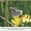 polyommatus dorylas ispravnaya female 3